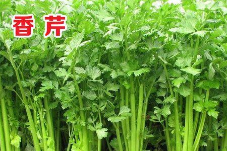 四季小香芹喜阴还是喜阳