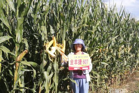 西农玉米系列品种有哪些