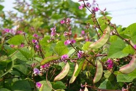 9月份长江流域露天种菜大全