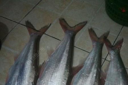 夜钓拉饵钓翘嘴鱼钩选择