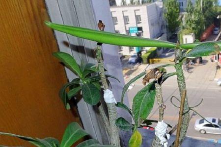 沙漠玫瑰几年能结籽