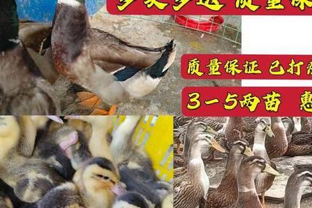 大种麻鸭20天多大