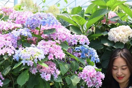 花手鞠跟无尽夏那个适合新手