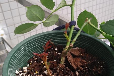 玫瑰花压枝后要剪掉营养枝吗