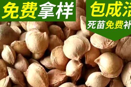 山杏亩产杏核多少斤