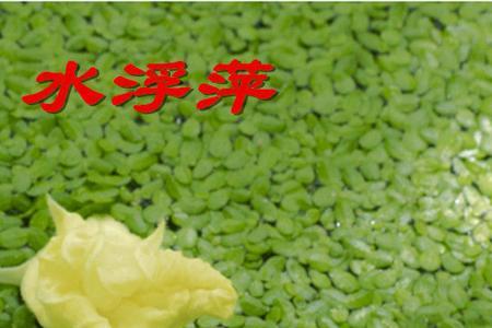 小叶浮萍污水中能生长吗