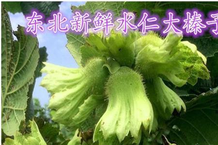 绿皮榛子几斤能产一斤