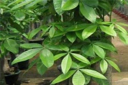 室外发财树种植技巧