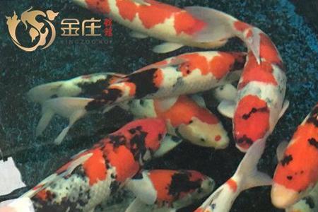 紫浮萍能喂锦鲤