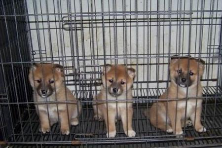 柴犬标准体型尺寸