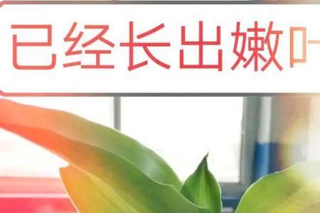 巴西叶的种植方法