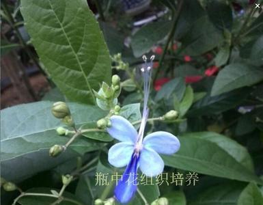 蓝蝴蝶光有花苞不开花怎么办