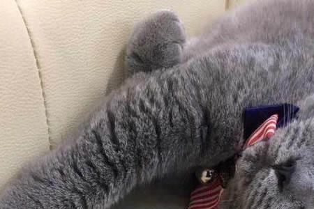 家里养蓝猫好不好