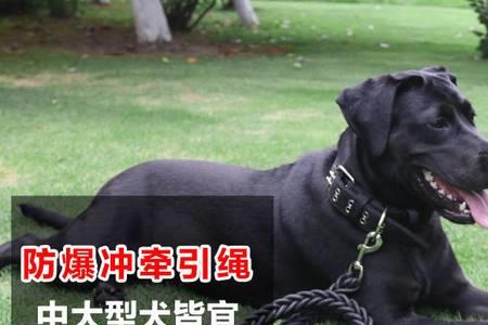 德牧应带什么尺寸的项圈