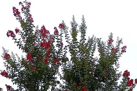 紫薇盆景什么时候开花