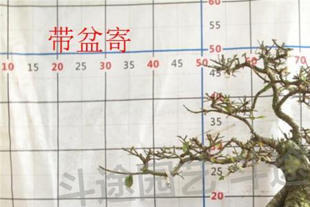 小叶榔榆如何快速长根