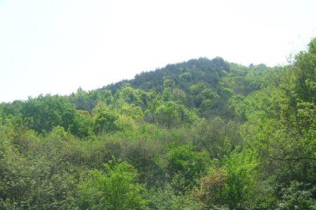 江夏青龙山有多高