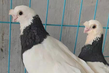 为什么短嘴观赏鸽一直下水蛋