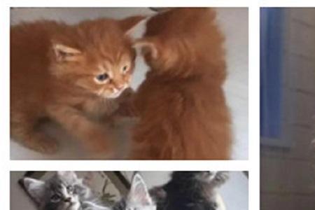 缅因猫几个月长围脖