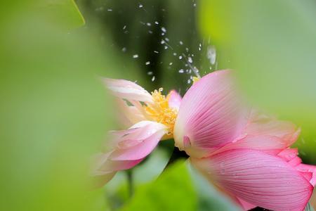 君荷花香吗