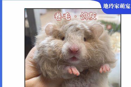 丁香熊和金丝熊的区别