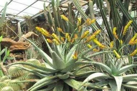 芦荟胶开花吗