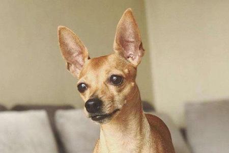 小鹿犬能长到几个月大