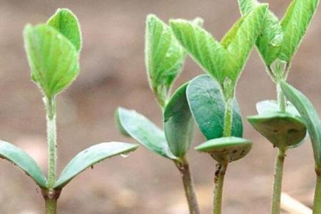 柿子怎么种植种子发芽快