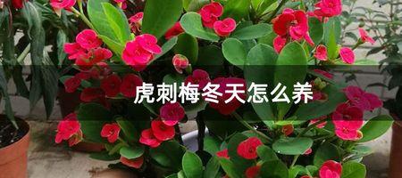 虎刺梅夏天怕热吗