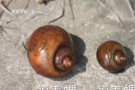 福寿螺100度水也杀不了寄生虫吗