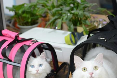 猫为什么喜欢在书包上