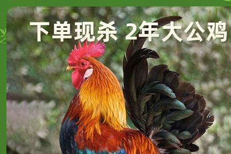 买公鸡买几斤最好吃