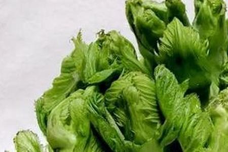 光头芥和大叶芥菜哪种好