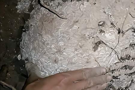 青米蜂刚挖多久会又饱满