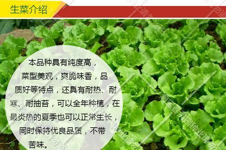 生菜种子怎么来的