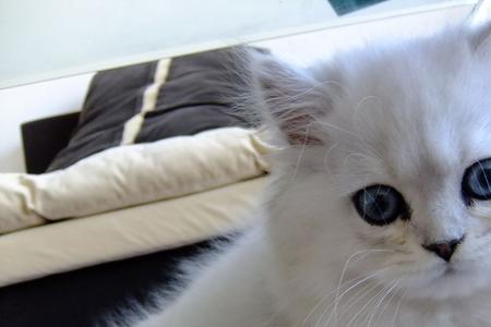 为什么3个月的猫眼睛不圆