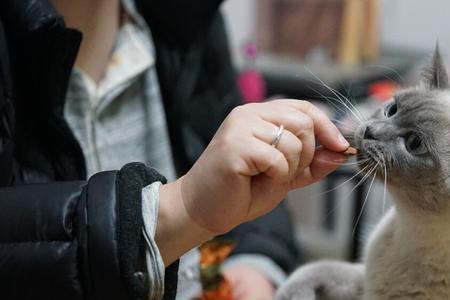 暹罗猫野外生存能力