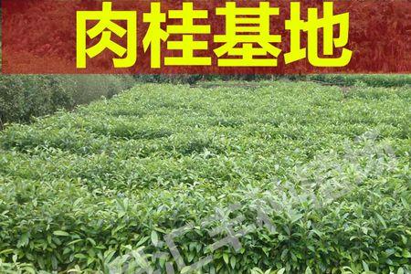 桂皮树在北方可以种活吗
