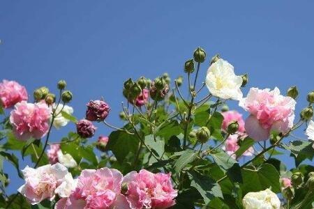 醉芙蓉当年开花么