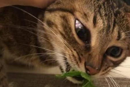猫咪吃三叶草是什么原因