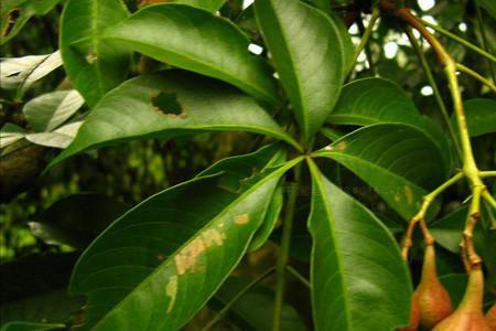 小叶木犀榄属国家几级保护植物