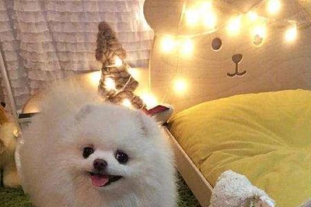 博美犬和银狐犬哪个比较好