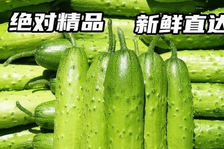 旱黄瓜为什么叫旱黄瓜
