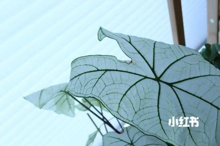 彩叶芋冬天会掉叶子吗