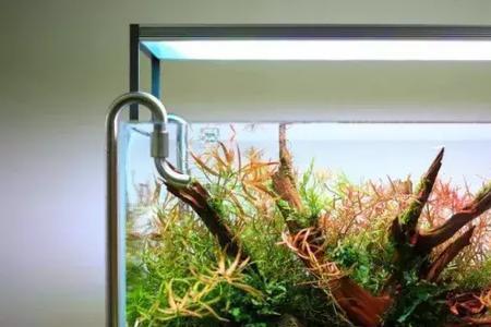 水草缸可不可以放净水剂