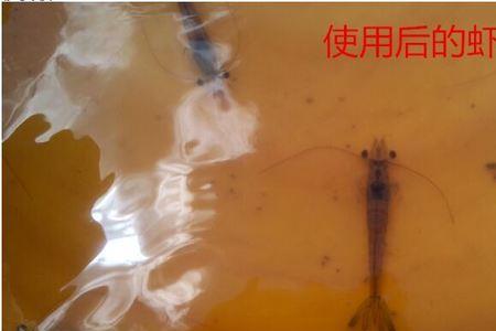白对虾白便怎么治疗最好