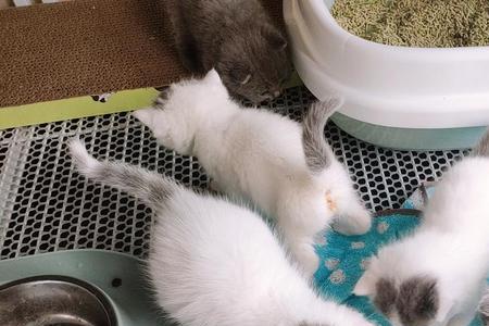 一千二一只的蓝白奶猫值吗