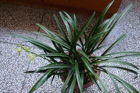 建兰仁化白容易开花吗