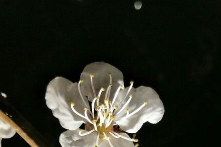 夜色下的梅花怎么形容