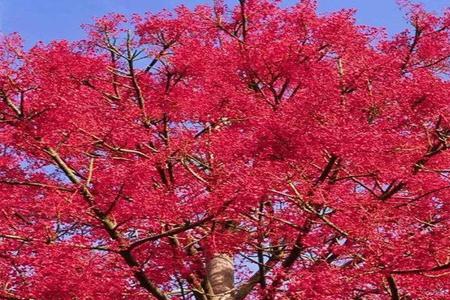 槭叶瓶干树花寓意